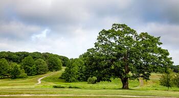 Mighty Tree in Franklin Park, Boston