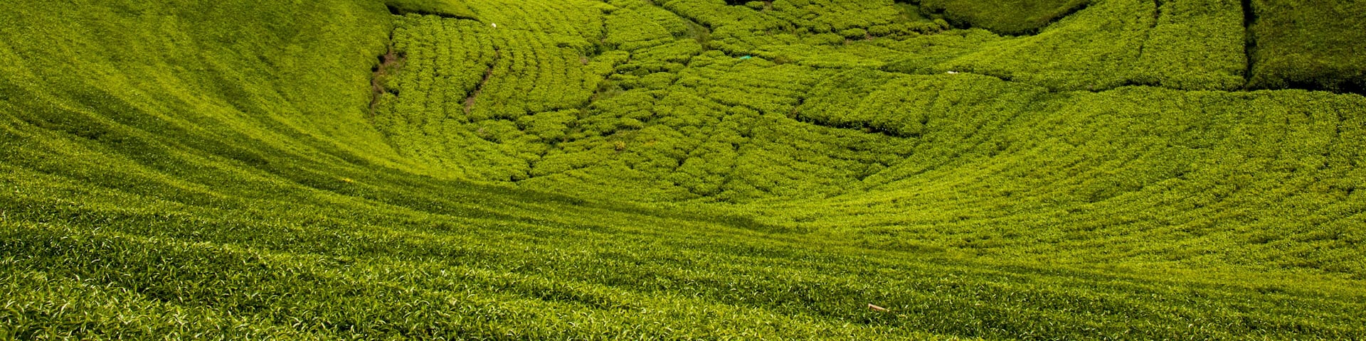 Rolling green hills with terraced fields and distant houses.