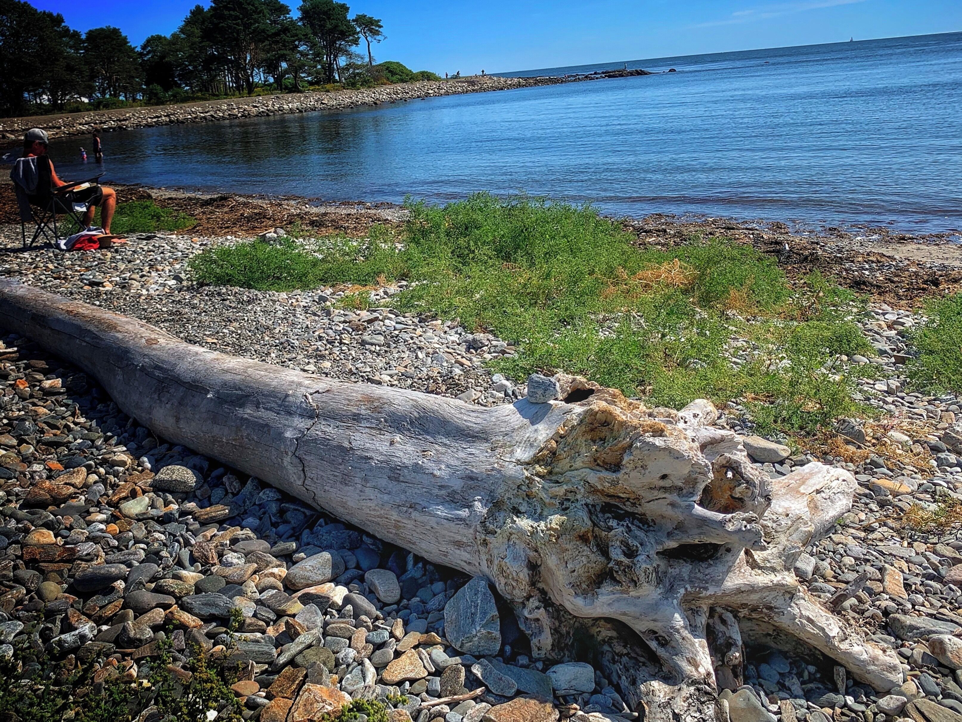 Nature wood art!

#Adventure #beach #nature