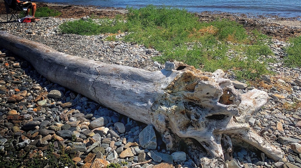 Nature wood art!
#Adventure #beach #nature