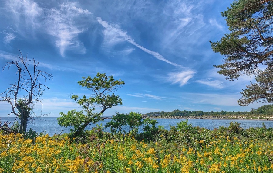 Blue, green, brown + yellow = nature
Beautiful and is peaceful
#sea #nature #flower