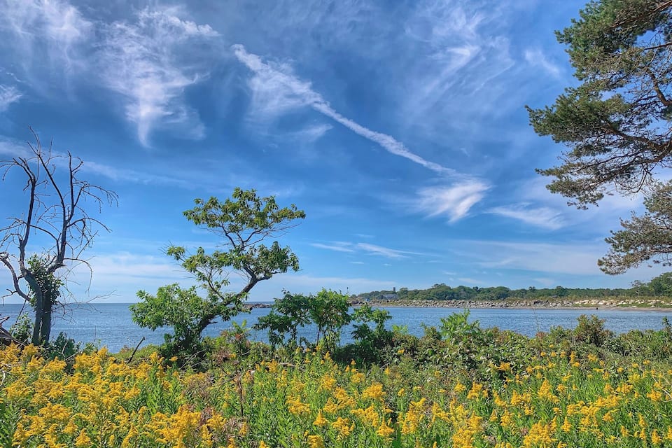 A coastal landscape with a clear sky, a tree, and yellow flowers.
