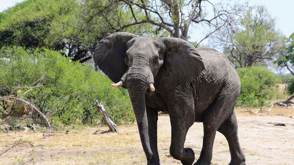 This big male elephant came very very close to our vehicle, you really cant prepare yourself for how darn big they are no matter how many times you have seen them. This was on a drive near Hwange National Park in Zimbabwe. While I was there I stayed at the wonderful Camelthorne lodge which is just a breath of fresh air both in accommodations and the wonderful staff who seem to really care about you