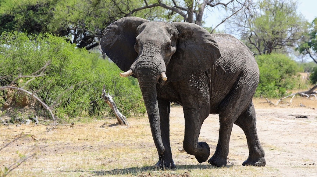 This big male elephant came very very close to our vehicle, you really cant prepare yourself for how darn big they are no matter how many times you have seen them. This was on a drive near Hwange National Park in Zimbabwe. While I was there I stayed at the wonderful Camelthorne lodge which is just a breath of fresh air both in accommodations and the wonderful staff who seem to really care about you
