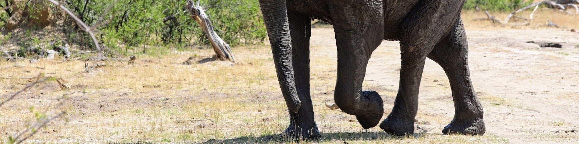 This big male elephant came very very close to our vehicle, you really cant prepare yourself for how darn big they are no matter how many times you have seen them. This was on a drive near Hwange National Park in Zimbabwe. While I was there I stayed at the wonderful Camelthorne lodge which is just a breath of fresh air both in accommodations and the wonderful staff who seem to really care about you