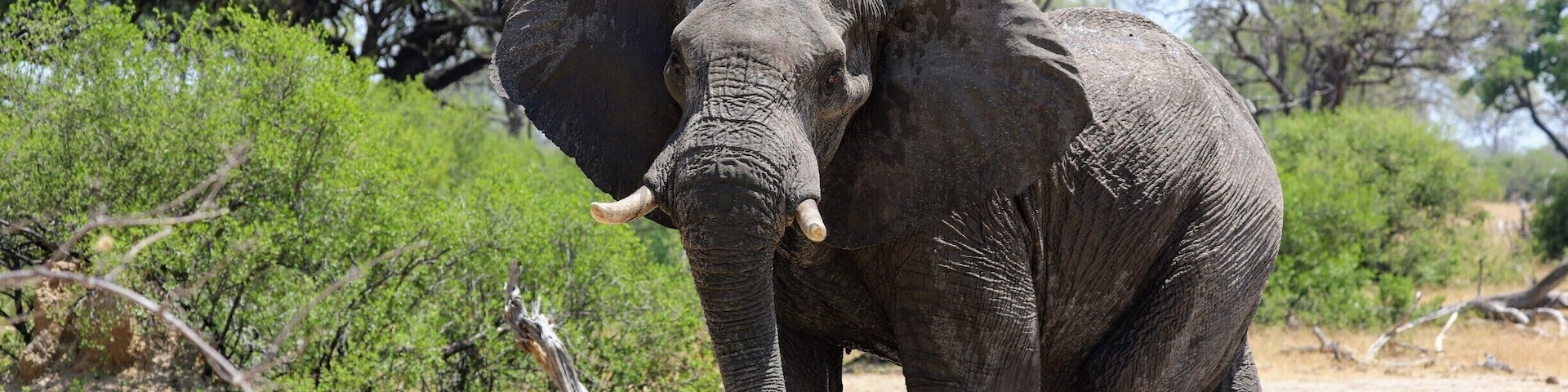 This big male elephant came very very close to our vehicle, you really cant prepare yourself for how darn big they are no matter how many times you have seen them. This was on a drive near Hwange National Park in Zimbabwe. While I was there I stayed at the wonderful Camelthorne lodge which is just a breath of fresh air both in accommodations and the wonderful staff who seem to really care about you