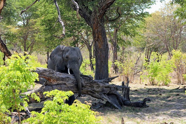 Another cool shot of the amazing elephants around Camelthorne lodge in Zimbabwe. I got scared a few times on the 8 weeks I was on safari. One of those times was coming back to Camelthorn from a late game drive , and suddenly out of the dark from just a few yards away a elephant trumpets to let its group know we were near, scared me to death then the wonder and amazement of it all just set in. Thank you Imvelo Safaris for that amazing piece of the experience and also thank you to African Adventure Consultants for planning such an incredible journey. Imvelo Safari Lodges