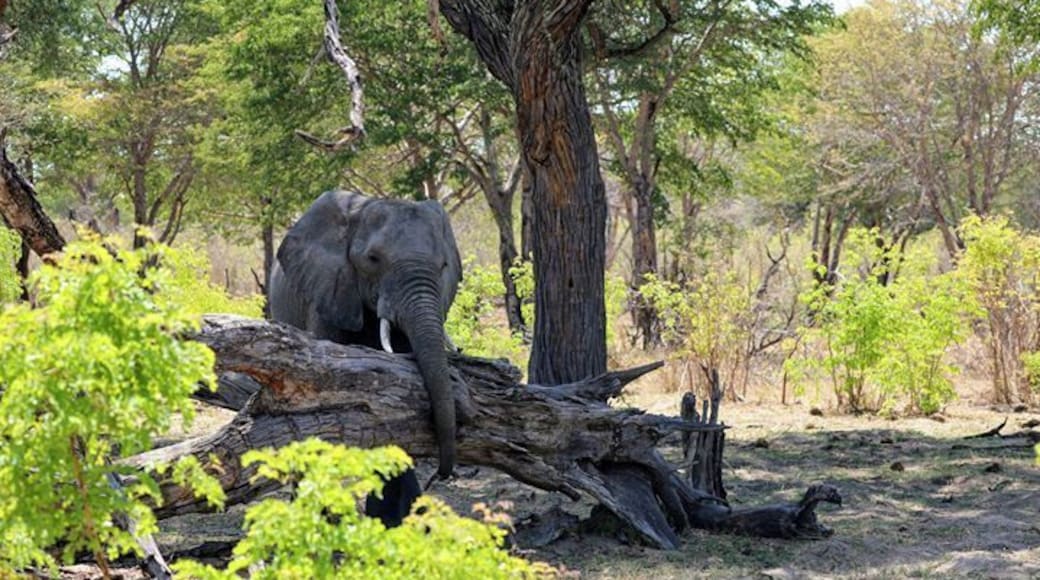 Another cool shot of the amazing elephants around Camelthorne lodge in Zimbabwe. I got scared a few times on the 8 weeks I was on safari. One of those times was coming back to Camelthorn from a late game drive , and suddenly out of the dark from just a few yards away a elephant trumpets to let its group know we were near, scared me to death then the wonder and amazement of it all just set in. Thank you Imvelo Safaris for that amazing piece of the experience and also thank you to African Adventure Consultants for planning such an incredible journey. Imvelo Safari Lodges
