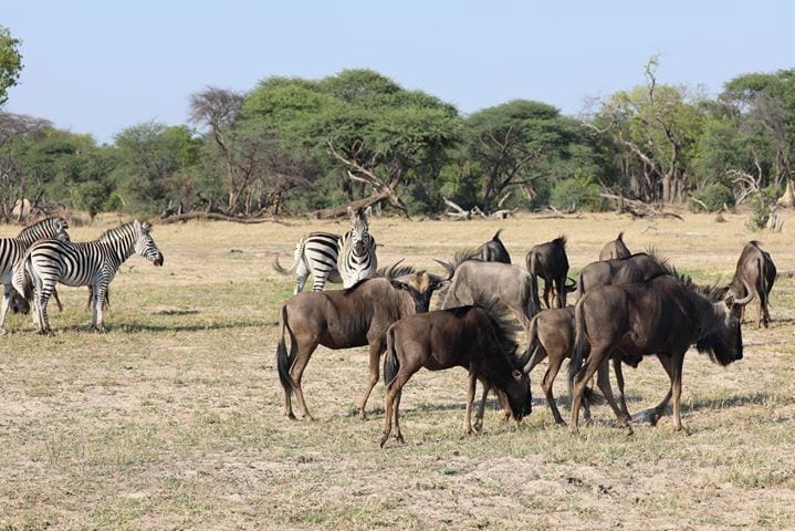 Some Zebra and Wildebeest being curious about us. This was in Hwange National park ion Zimbabwe where I stayed at Camelthorne Lodge and Africa Adventure consultants helped plan the trip. Imvelo Safari Lodges