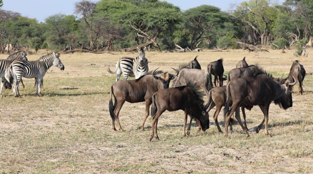 Some Zebra and Wildebeest being curious about us. This was in Hwange National park ion Zimbabwe where I stayed at Camelthorne Lodge and Africa Adventure consultants helped plan the trip. Imvelo Safari Lodges