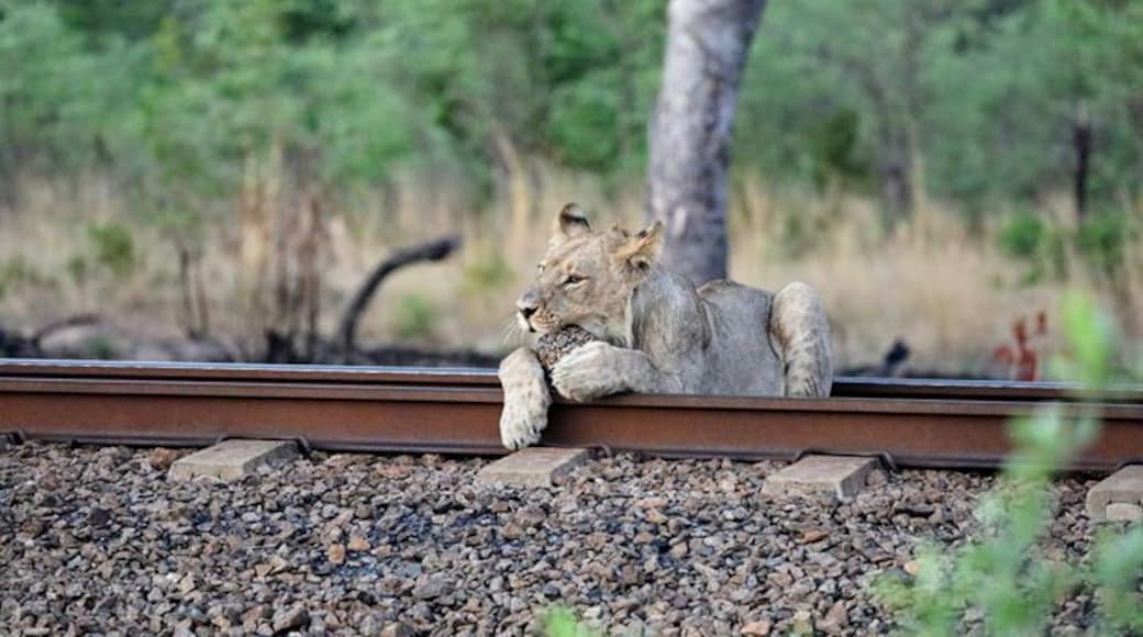 A lion and his pet turtle just hanging out waiting on the train..... Ok maybe it was not a pet but the lion never really tried to get at the turtle the entire time I watched and seemed content just to carry it back and fourth and play with it a bit. I am sure the turtle was not amused. I saw this on a drive from Imvelo Safari Lodges Camelthorne lodge in Zimbabwe