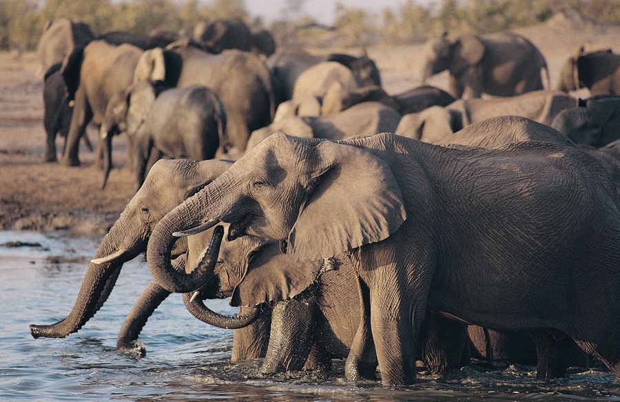 African Elephant herd drinking at a waterhole, Hwanbe National Park, Zimbabwe