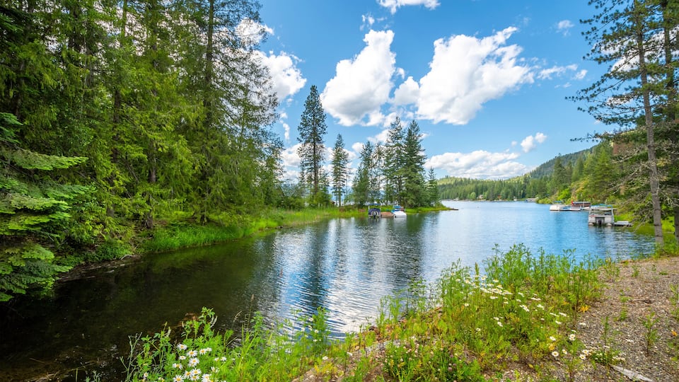 A calm river surrounded by dense forest and a clear blue sky.