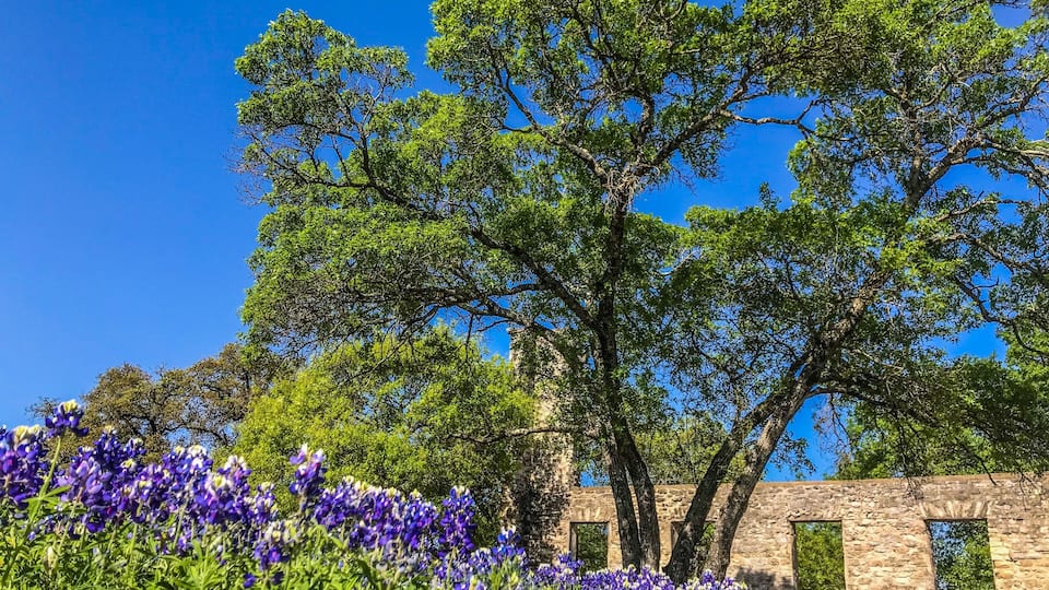 A large tree with dense green foliage, a stone wall with rectangular openings, and a field of purple flowers.
