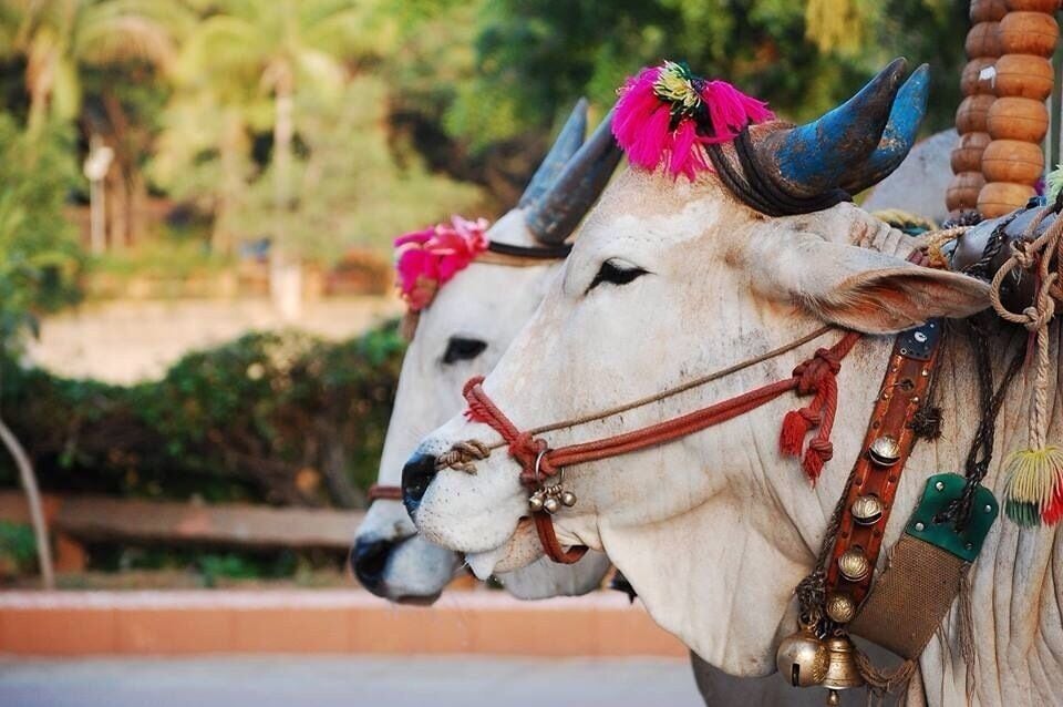 SHILPARAMAM is an art and craft basically cultural exhibition center in Hyderabad (India). People from all corners of the country sells their handicrafts here. You can get Pashmina's from Kashmir to Silks from southern India. School kids to famous artists performance can also be enjoyed here. These cows are all ready to take the kids on a ride all across the center.. Oh yes!! You can experience a cow ride too :) how about a bullock cart that were found in villages of ancient India. You can experience the ride here in Shilparamam without traveling to a village😝