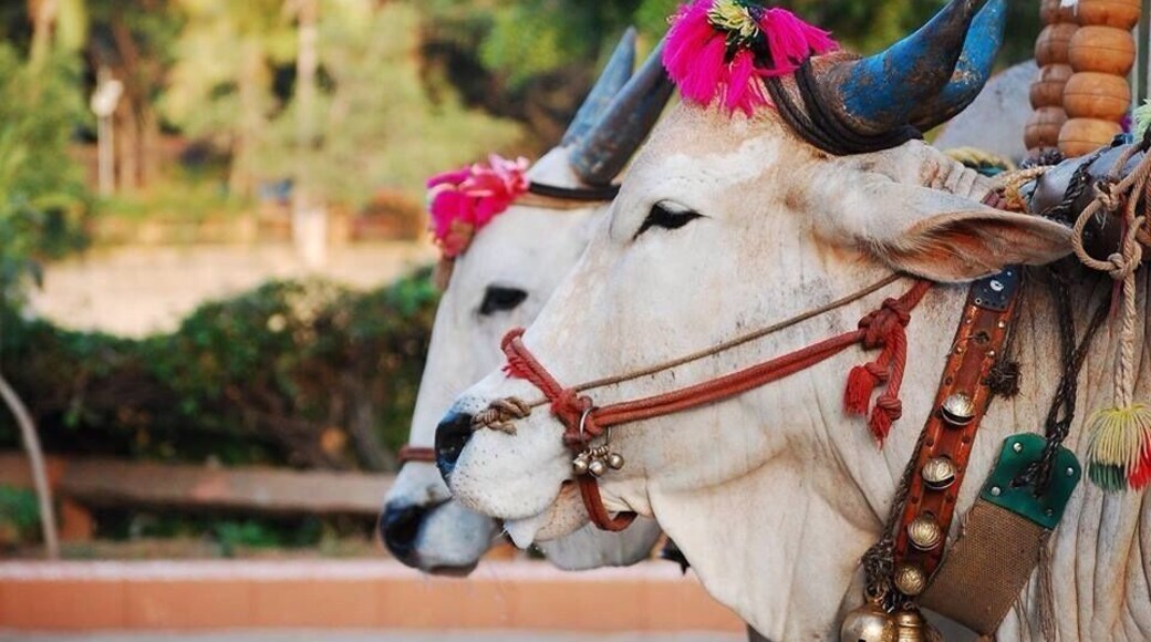 SHILPARAMAM is an art and craft basically cultural exhibition center in Hyderabad (India). People from all corners of the country sells their handicrafts here. You can get Pashmina's from Kashmir to Silks from southern India. School kids to famous artists performance can also be enjoyed here. These cows are all ready to take the kids on a ride all across the center.. Oh yes!! You can experience a cow ride too :) how about a bullock cart that were found in villages of ancient India. You can experience the ride here in Shilparamam without traveling to a villageđ