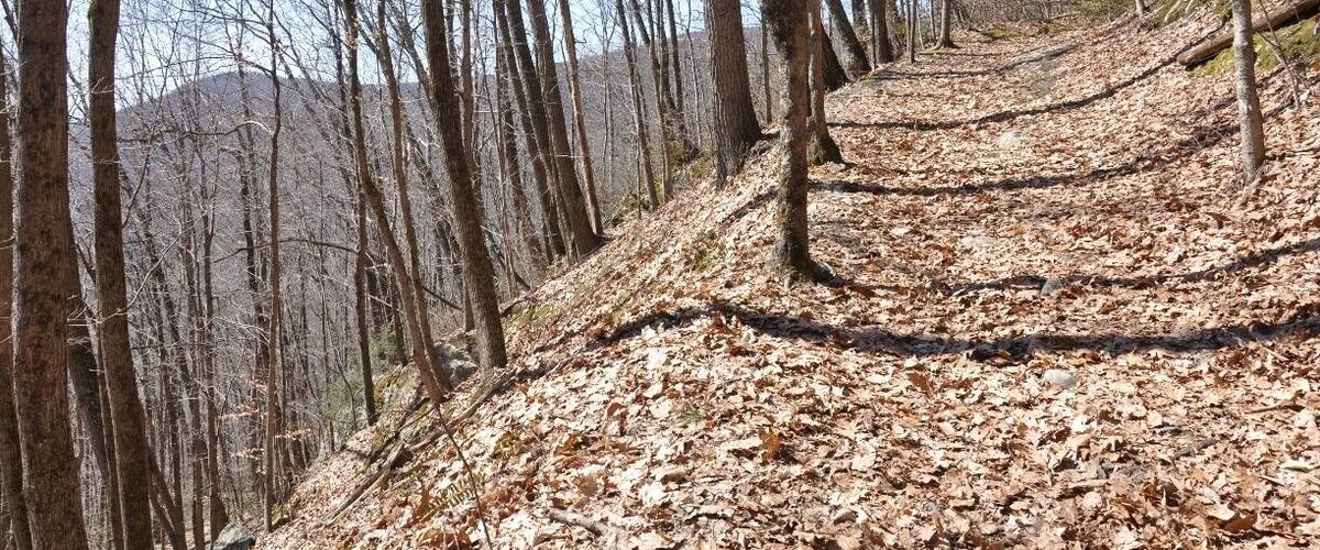 A segment of Undermountain Trail leading up to the Appalachian Trail, which then leads to the summit of Bear Mountain, the tallest peak in Connecticut.  (The highest point in CT is a point on the slope of a mountain that actually peaks in Massachusetts.)