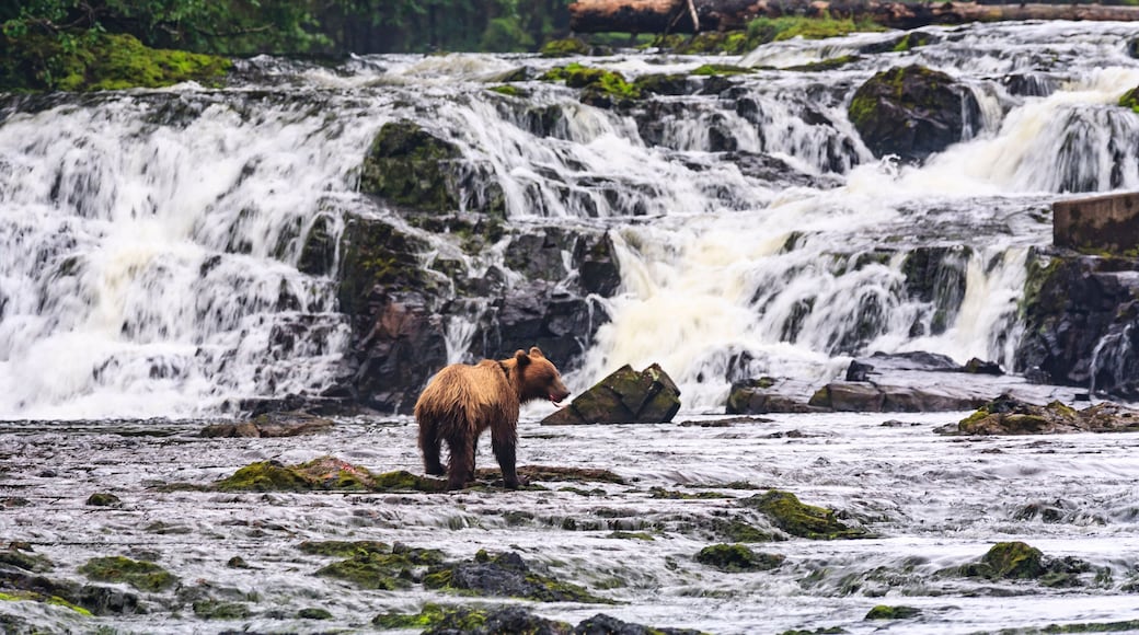 Young Brown Bear (Ursus Arctos) fishing for spawning salmon at Freshwater Bay creek, Tenakee Inlet, Chichagof Island, Tongass National Forest, Inside Passage, Alaska, USA