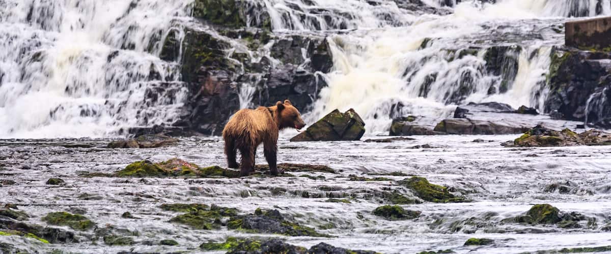 A bear standing by a cascading waterfall in a forested area.