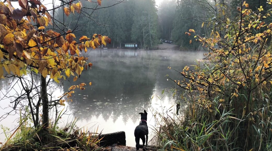 Pup at the park watching the ducks on the water. Small quiet lake to relax and enjoy nature.
#dogwisdom #lifeatexpediagroup