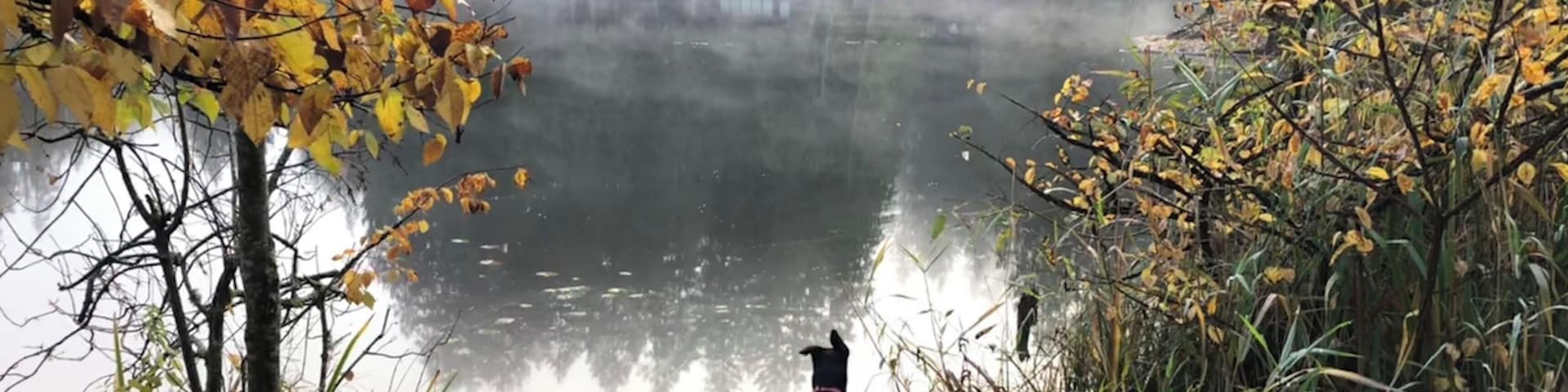Pup at the park watching the ducks on the water. Small quiet lake to relax and enjoy nature.
#dogwisdom #lifeatexpediagroup