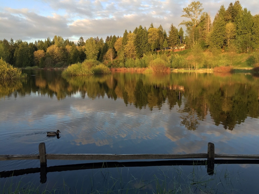 Wetlands in Sammamish, WA. Duck having a good time. #LifeAtExpedia