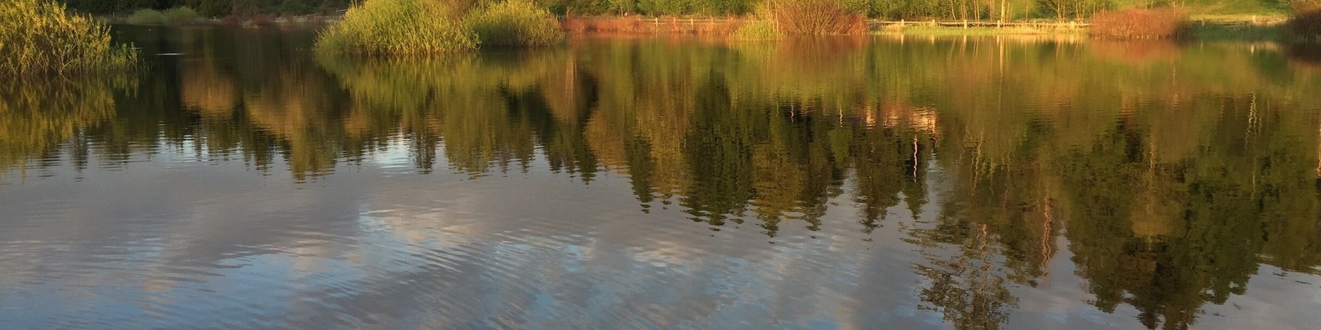 Wetlands in Sammamish, WA. Duck having a good time. #LifeAtExpedia