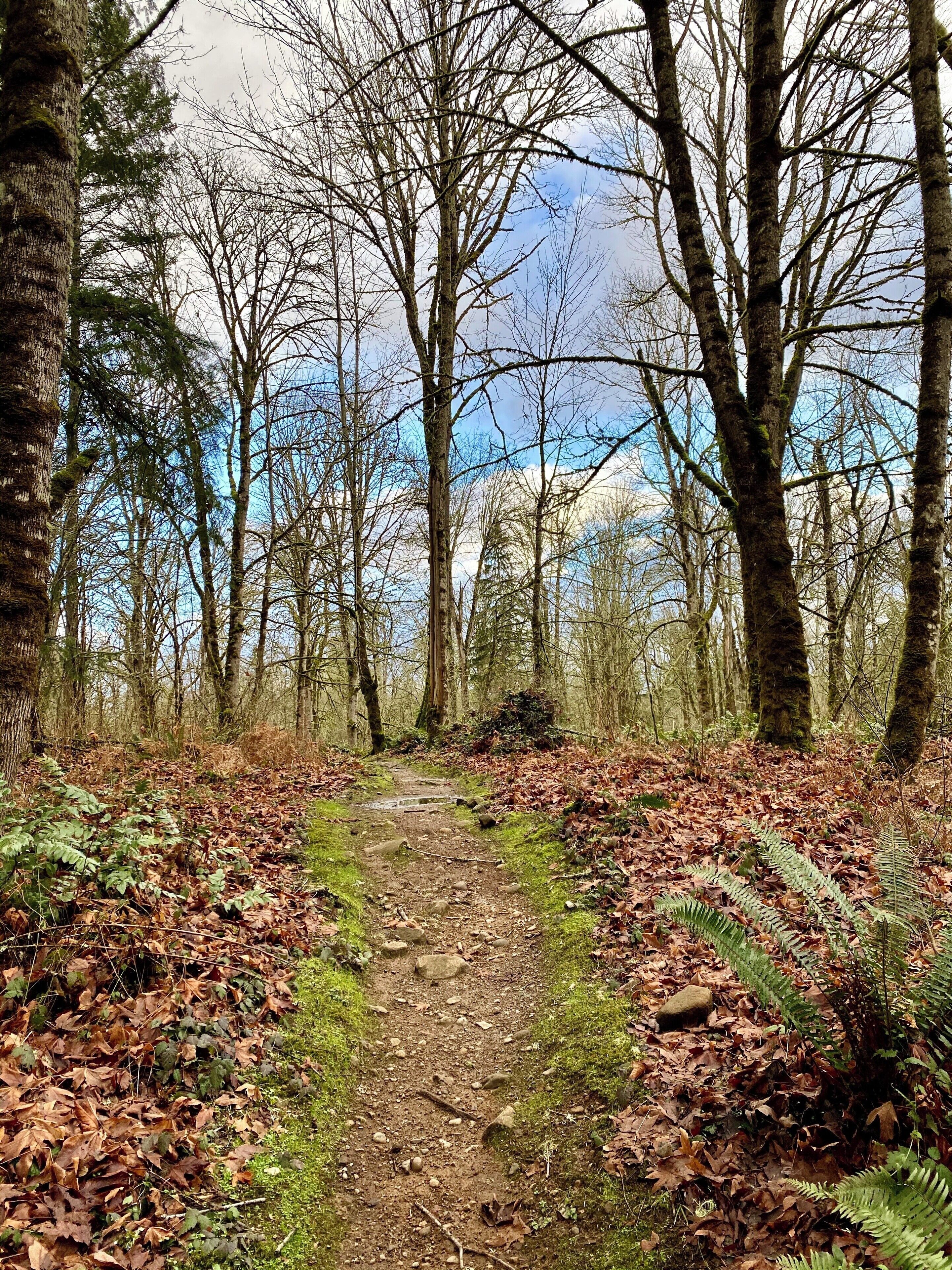 A forest trail with leaf-covered ground and trees.