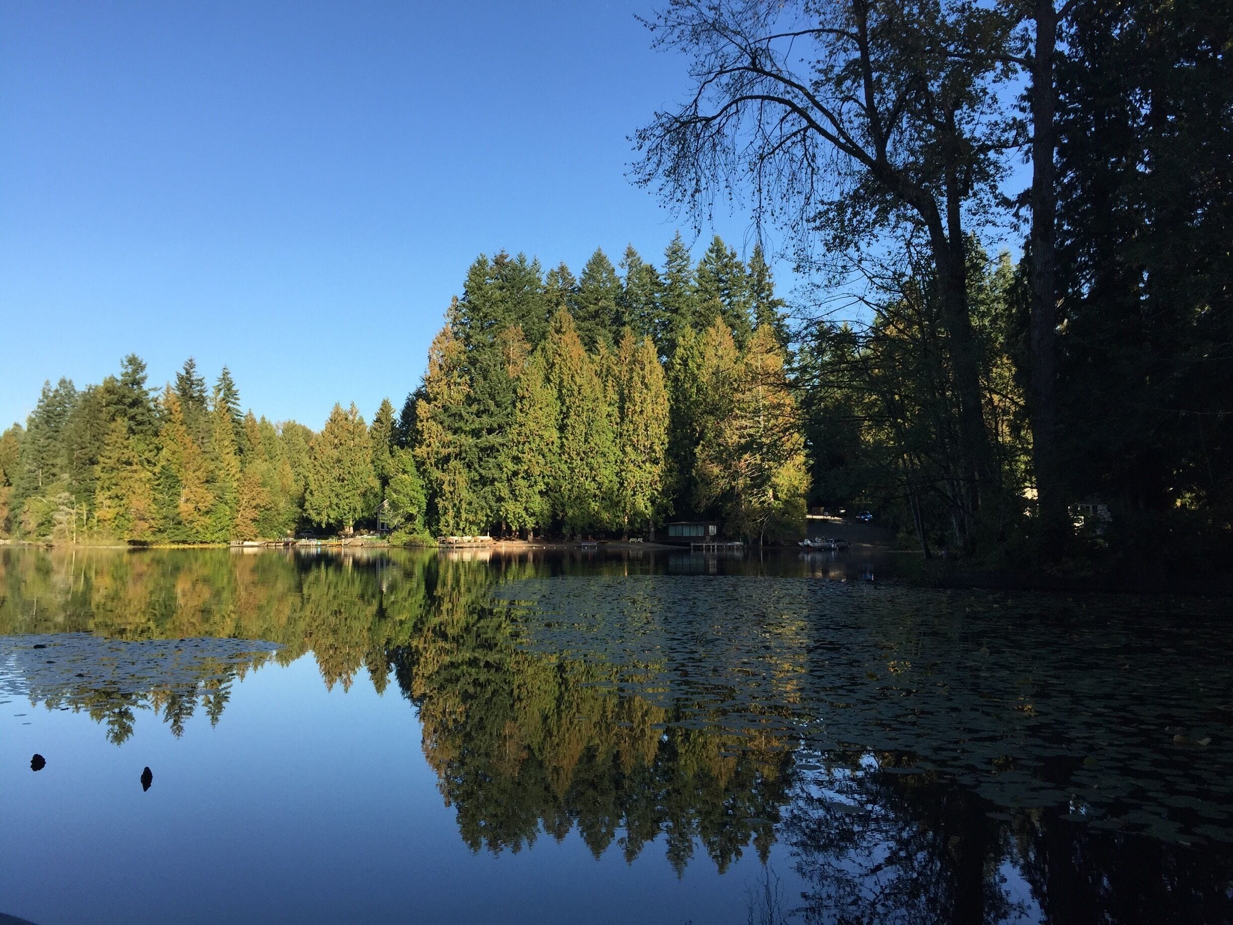 A calm lake surrounded by dense forest and a clear blue sky.