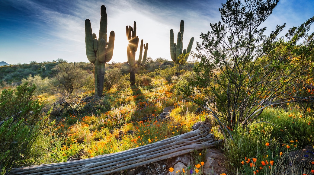Desert Wildflowers and Saguaro Cacti in Arizona at Sunset