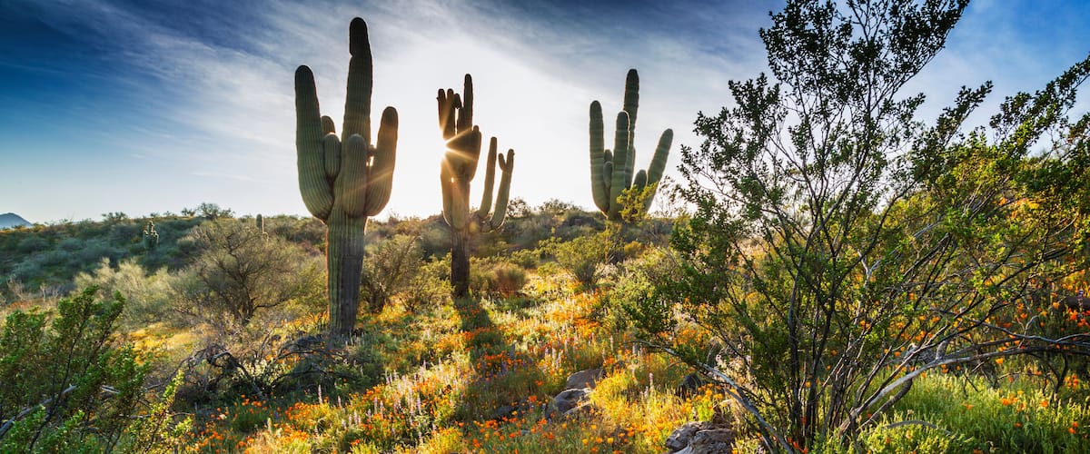 Desert Wildflowers and Saguaro Cacti in Arizona at Sunset