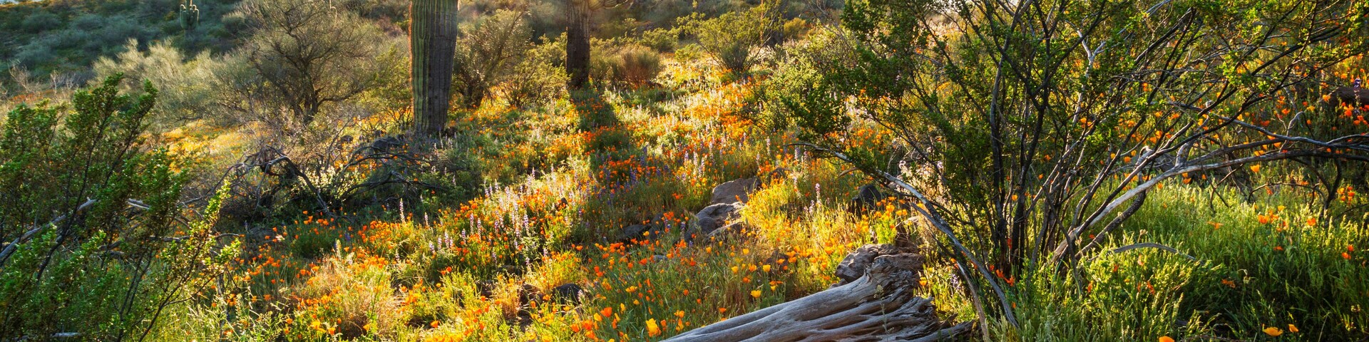 Desert Wildflowers and Saguaro Cacti in Arizona at Sunset
