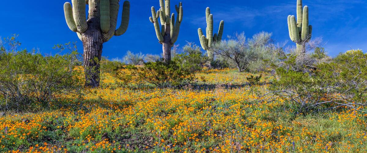 A desert landscape with tall cacti and orange flowers.