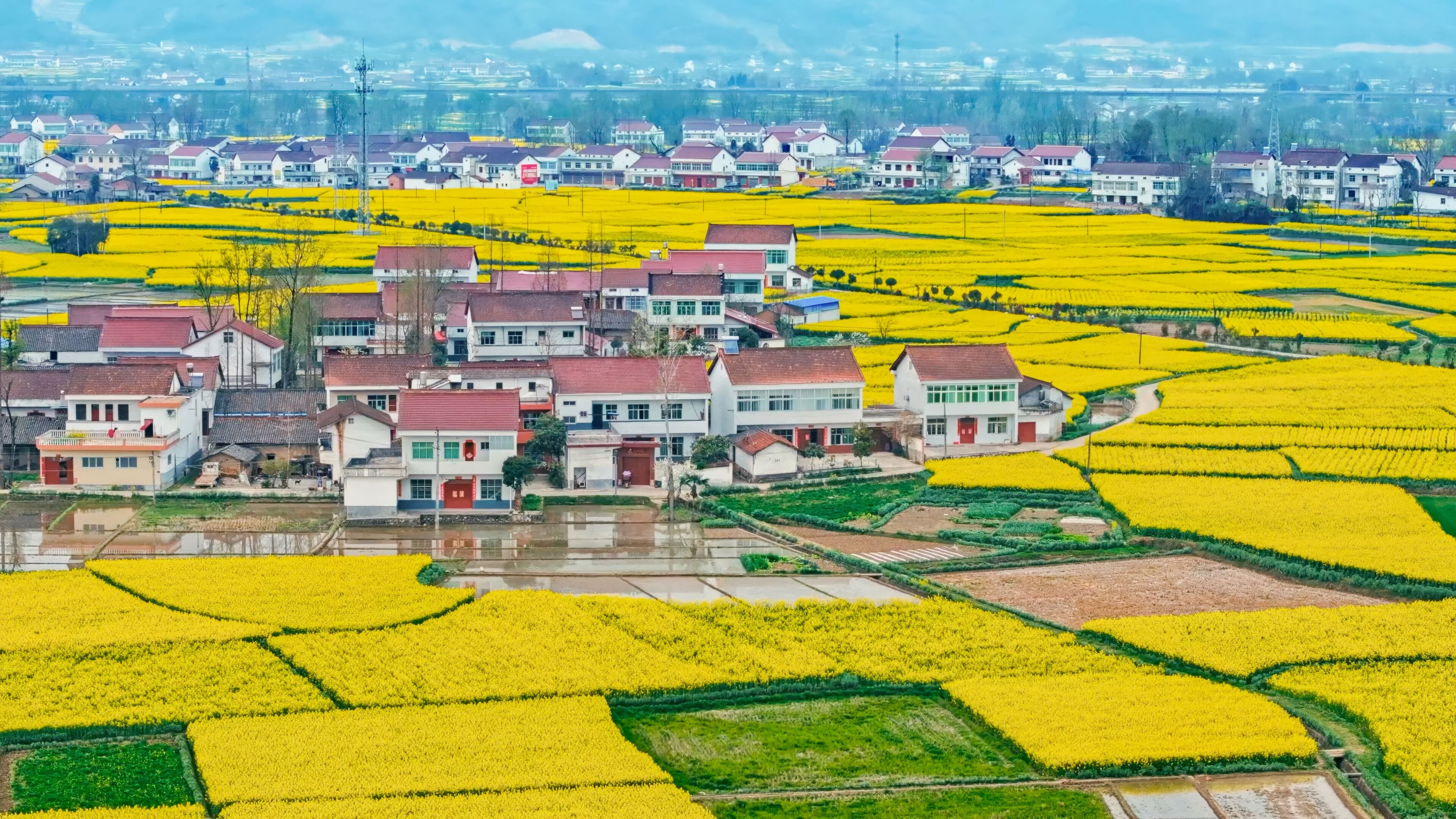 Spring rapeseed flowers in beautiful rural areas of China