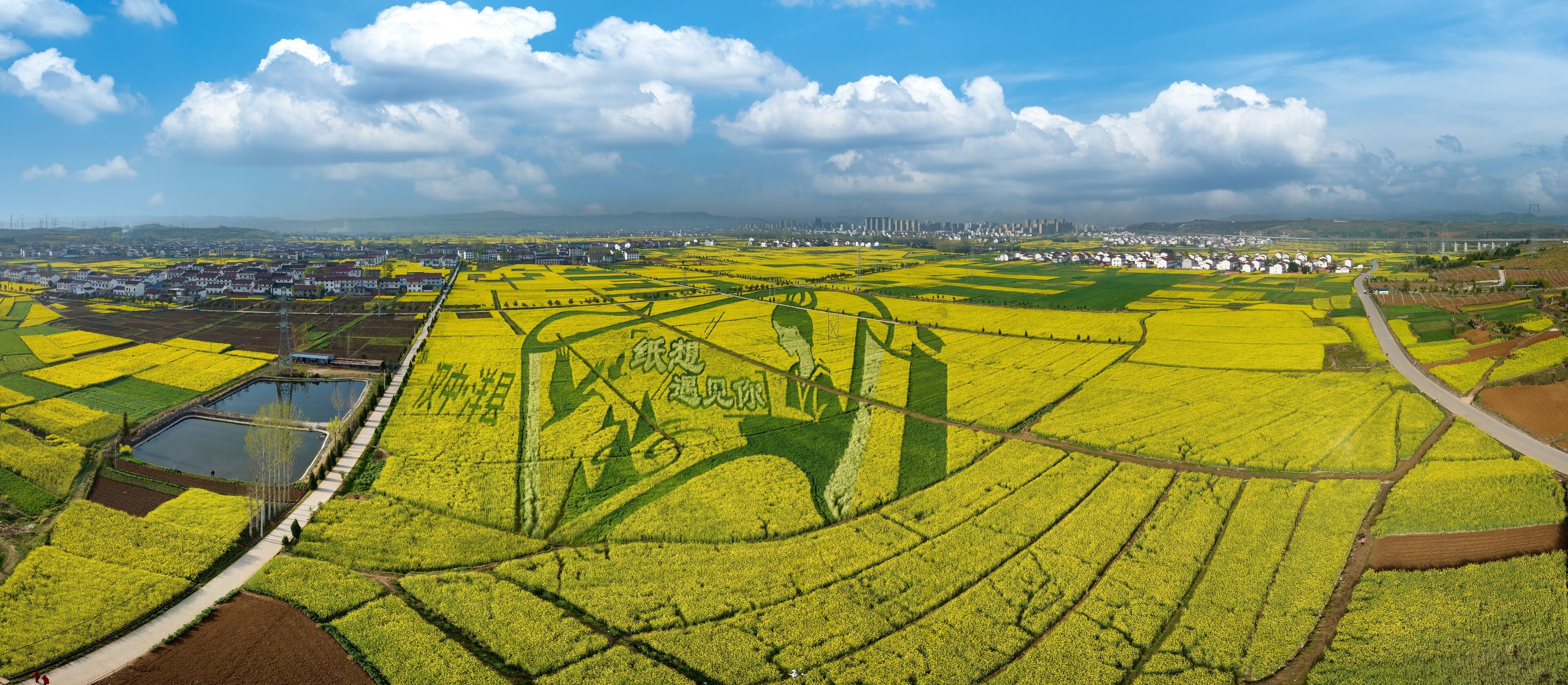 Shaanxi hanzhong rape flowers