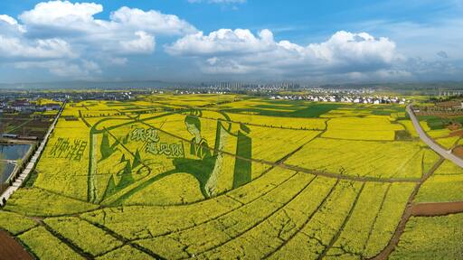 Shaanxi hanzhong rape flowers