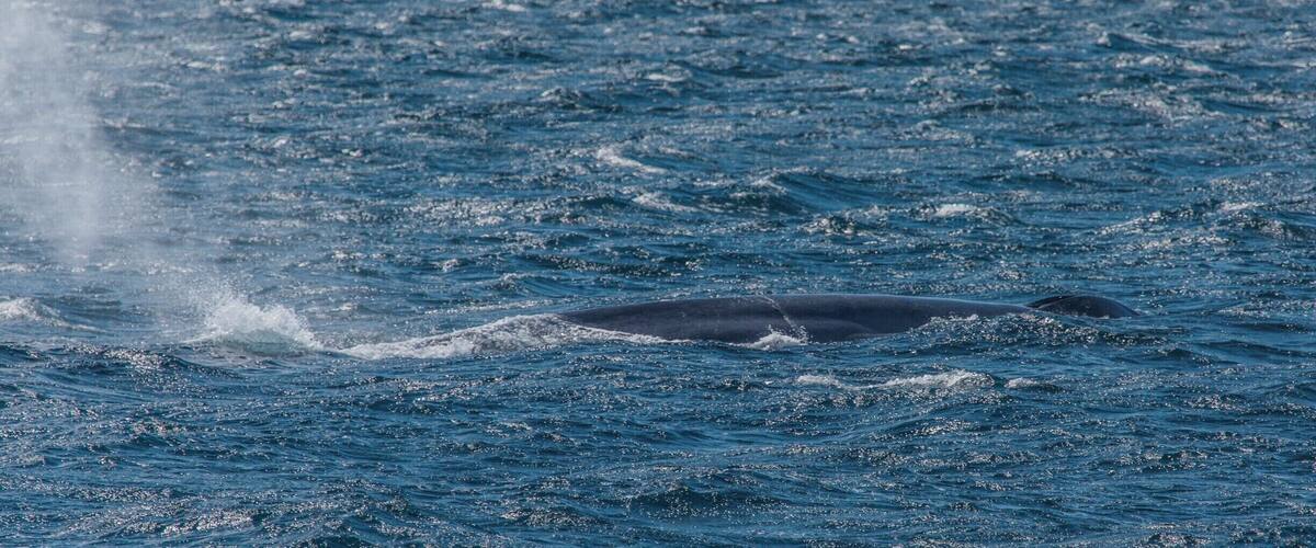 We never got very close, but with a good lens or binoculars you were able to see them very well. We only saw one whale, but it is the largest animal on Earth. The blue wale.