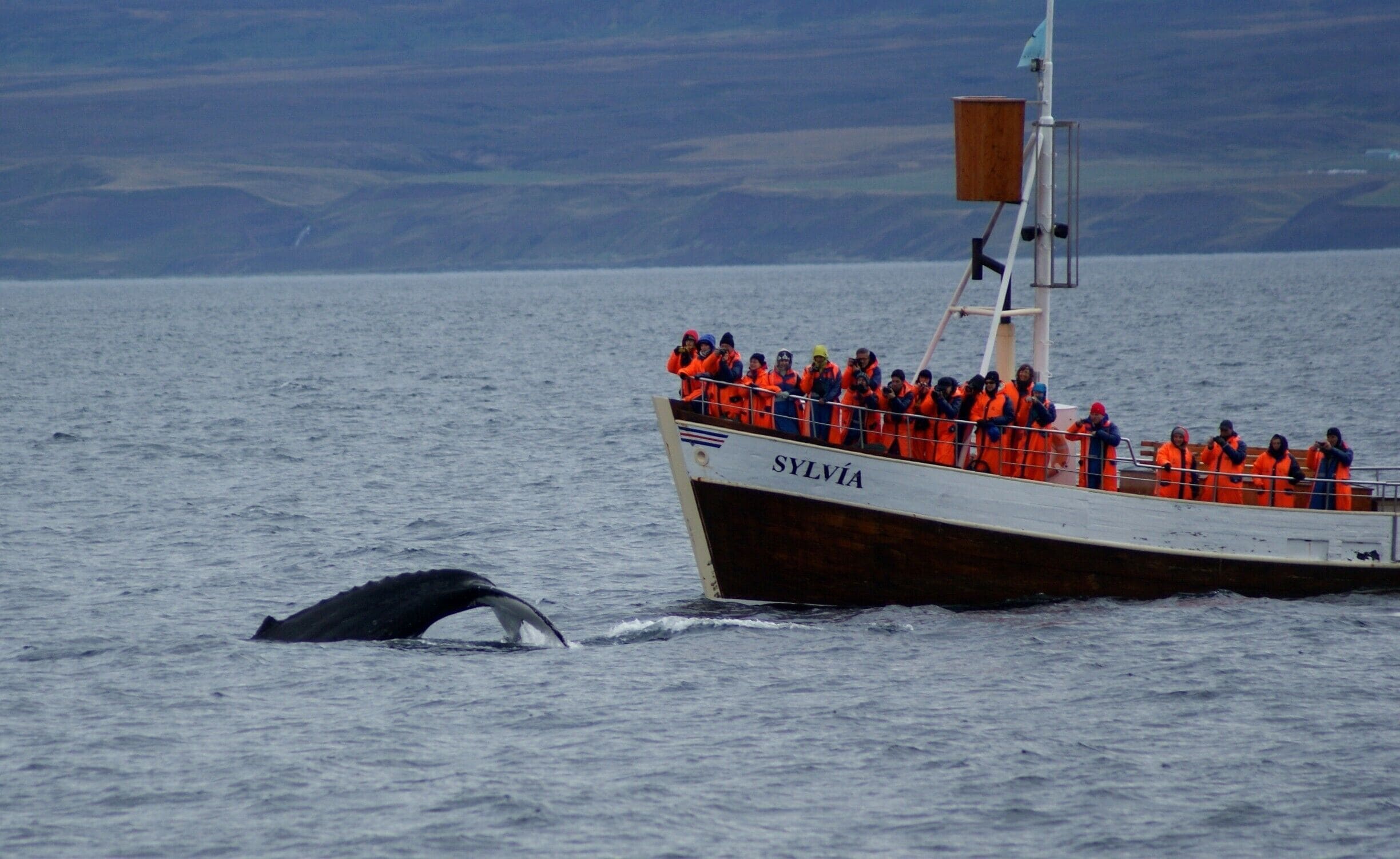 Whale watching in Husavik, Iceland. We watched these beautiful giants (humpback whales) as they went down for deep dives.