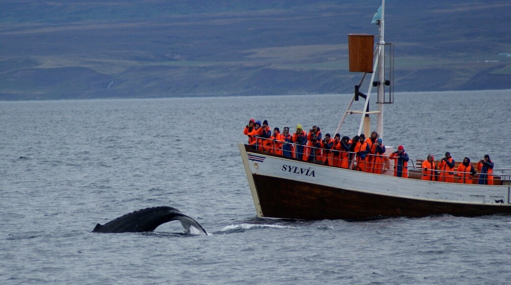 Whale watching in Husavik, Iceland. We watched these beautiful giants (humpback whales) as they went down for deep dives.