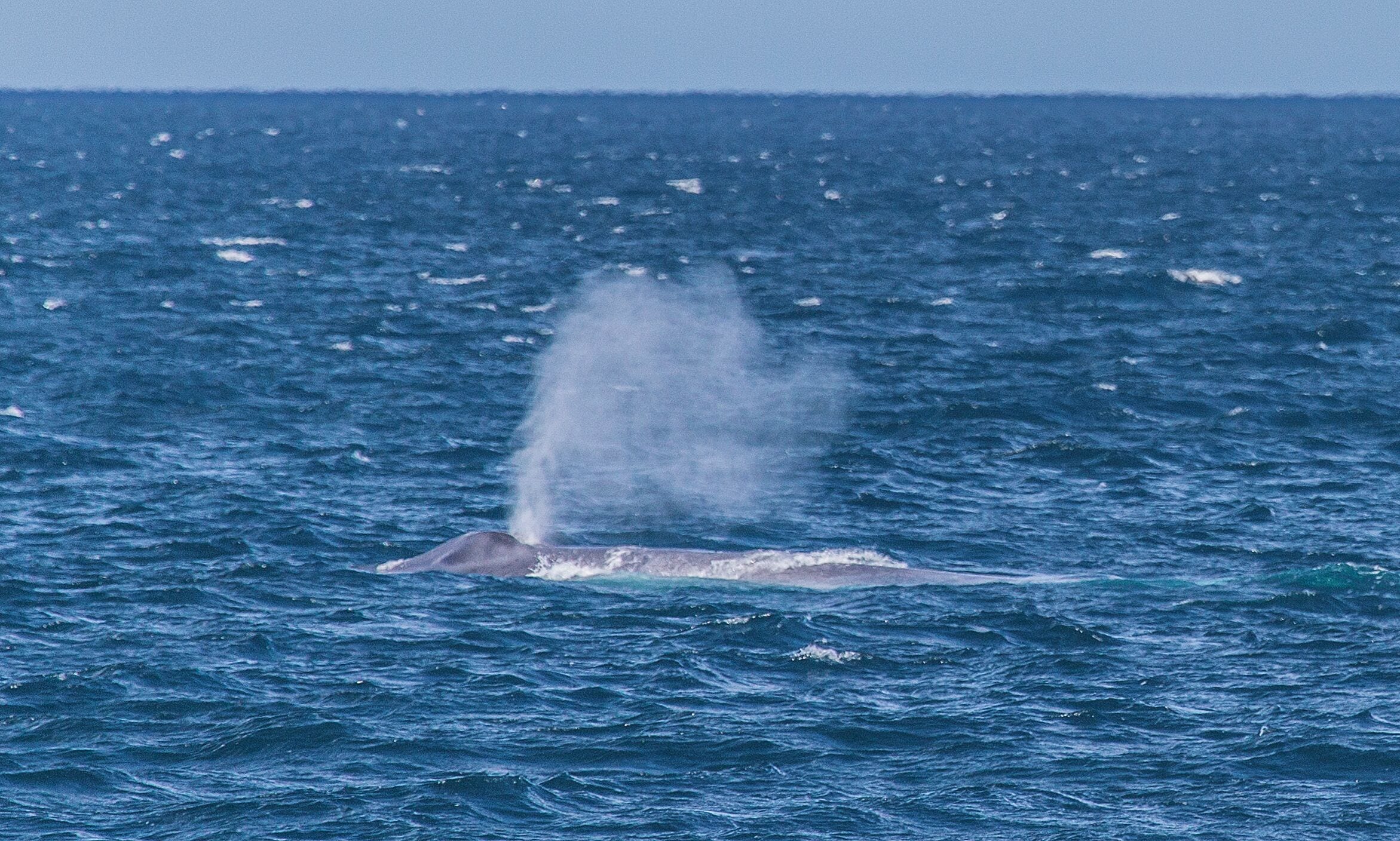 The burst of water and air from the blue wale's blowhole can shoot up over 30 feet. That is how you spot them at distance. 