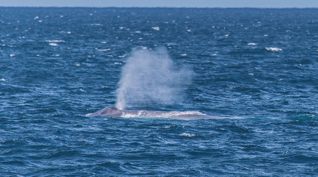 The burst of water and air from the blue wale's blowhole can shoot up over 30 feet. That is how you spot them at distance.