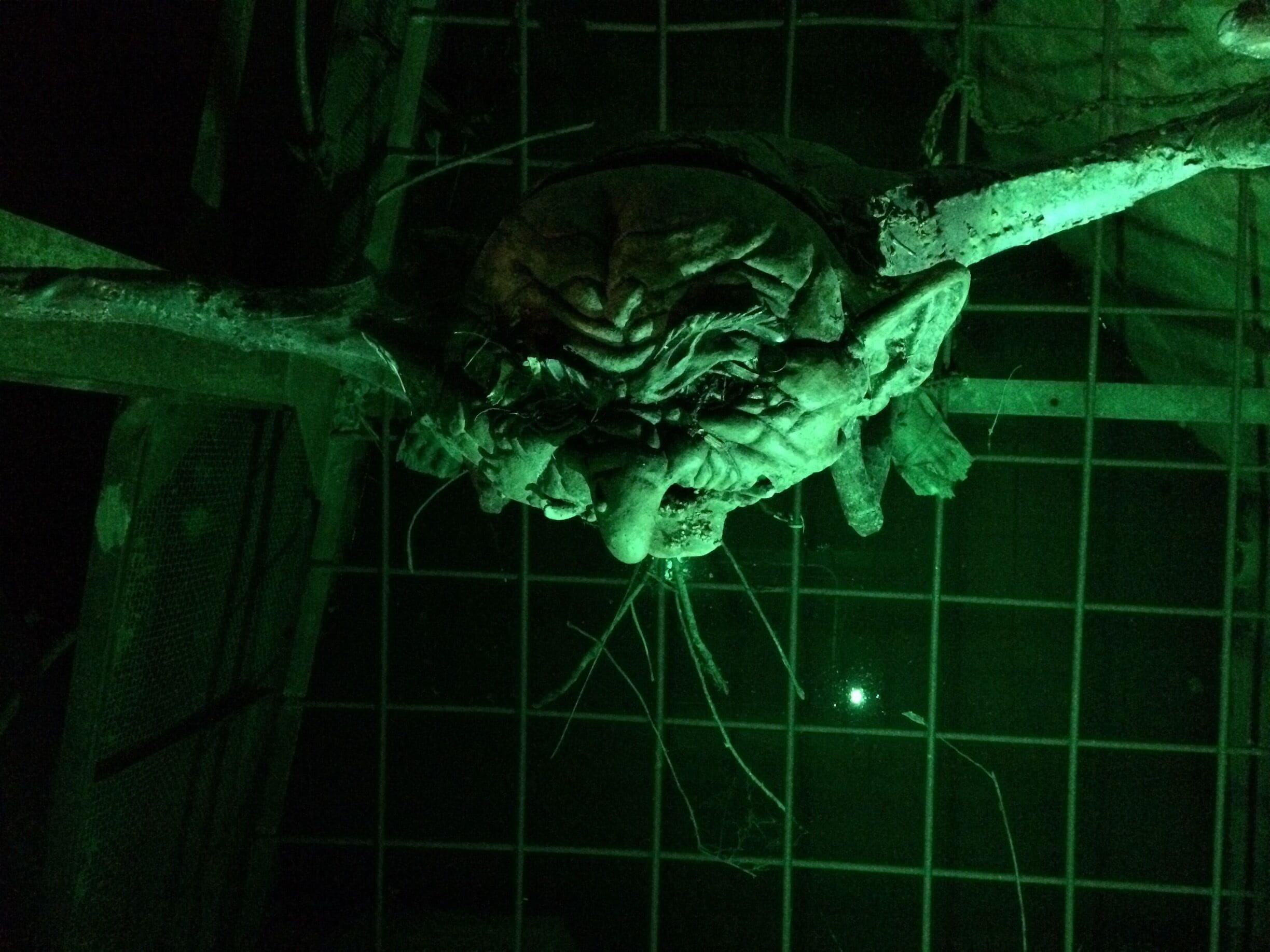 Lurking below a storm grate near the banks of the Arkansas River lays a foul troll, cringing with an upward gaze at those who pass over. The best time to seek this ugly creature is at night when its subterranean prison glows green.