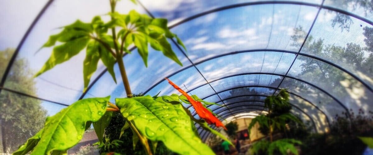 In Wichita Kansas there is the Botanica Gardens that has a great Butterfly house, and if you get there when it first opens you have it all to yourself! #colorful