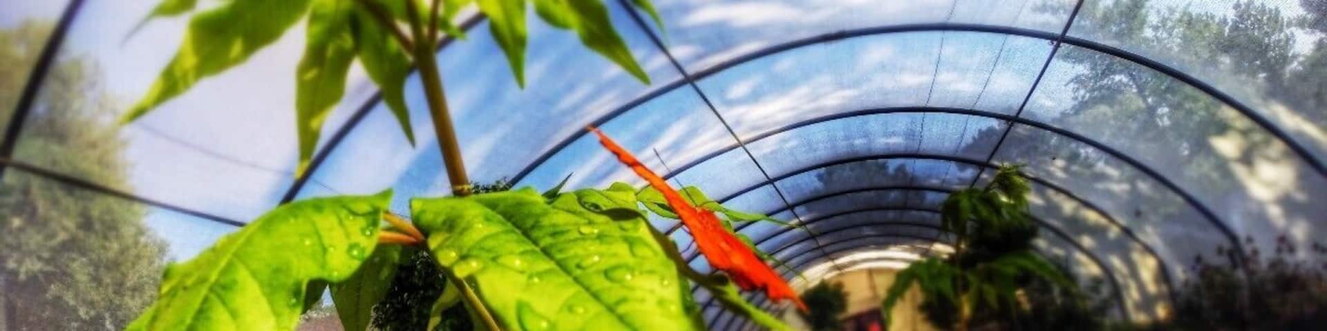 In Wichita Kansas there is the Botanica Gardens that has a great Butterfly house, and if you get there when it first opens you have it all to yourself! #colorful