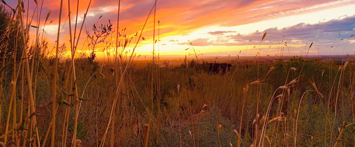 A sunset over a field with tall grasses and a distant horizon.