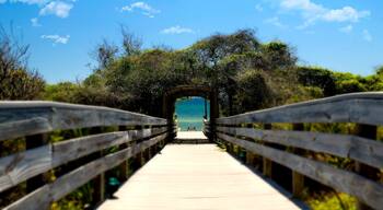 Seagrove Beach presenterar kustutsikter och en bro