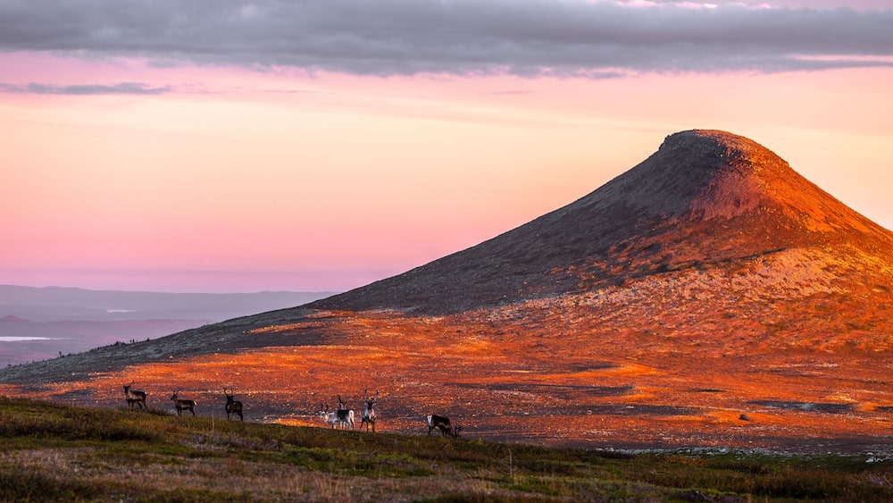 Une montagne au coucher du soleil, avec un troupeau de cerfs qui broutent au premier plan.