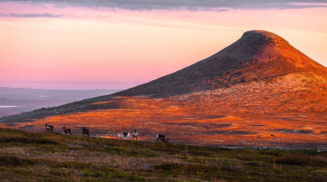 A mountain at sunset with a herd of deer grazing in the foreground.