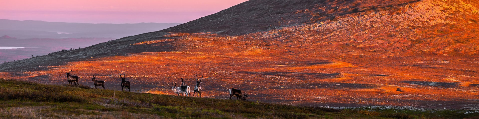 Rehntiere vor dem Berg Städjan in Schweden bei Sonnenuntergang