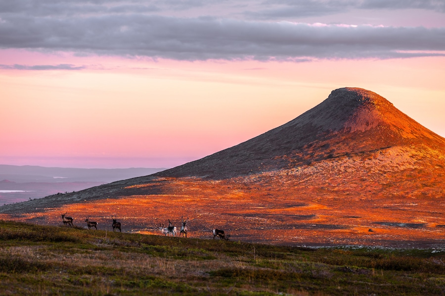 Rehntiere vor dem Berg Städjan in Schweden bei Sonnenuntergang